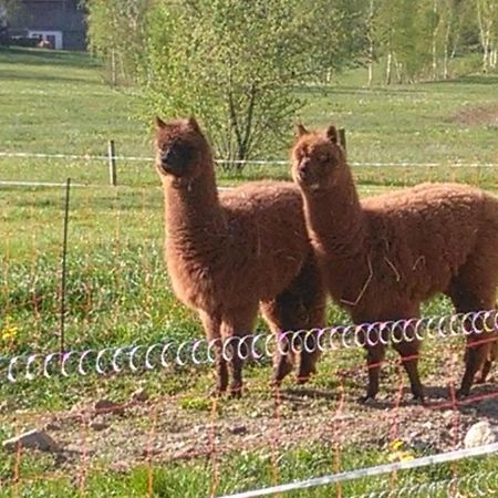 Familie Meimer Hofing Exteriér fotografie