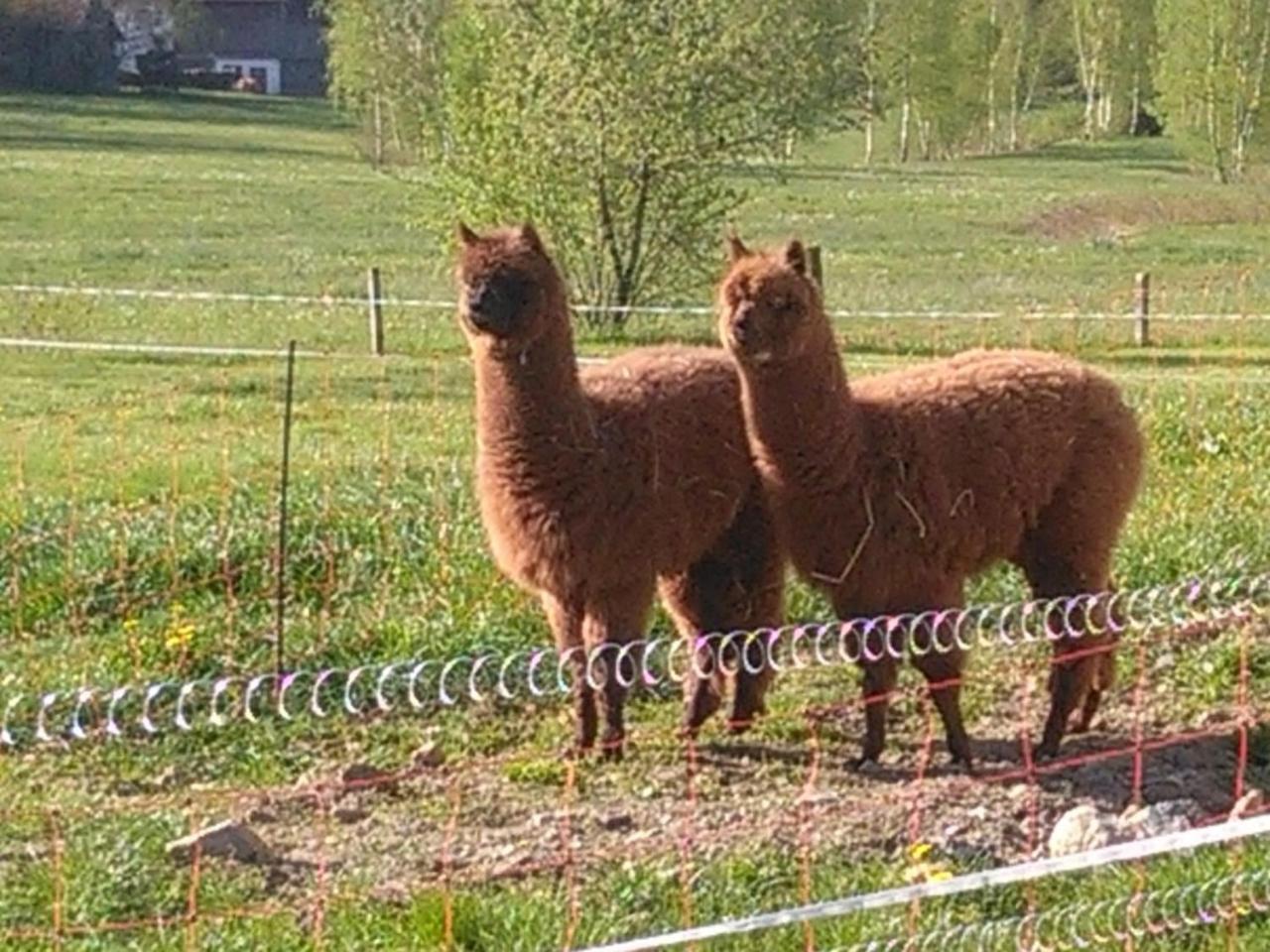 Familie Meimer Hofing Exteriér fotografie